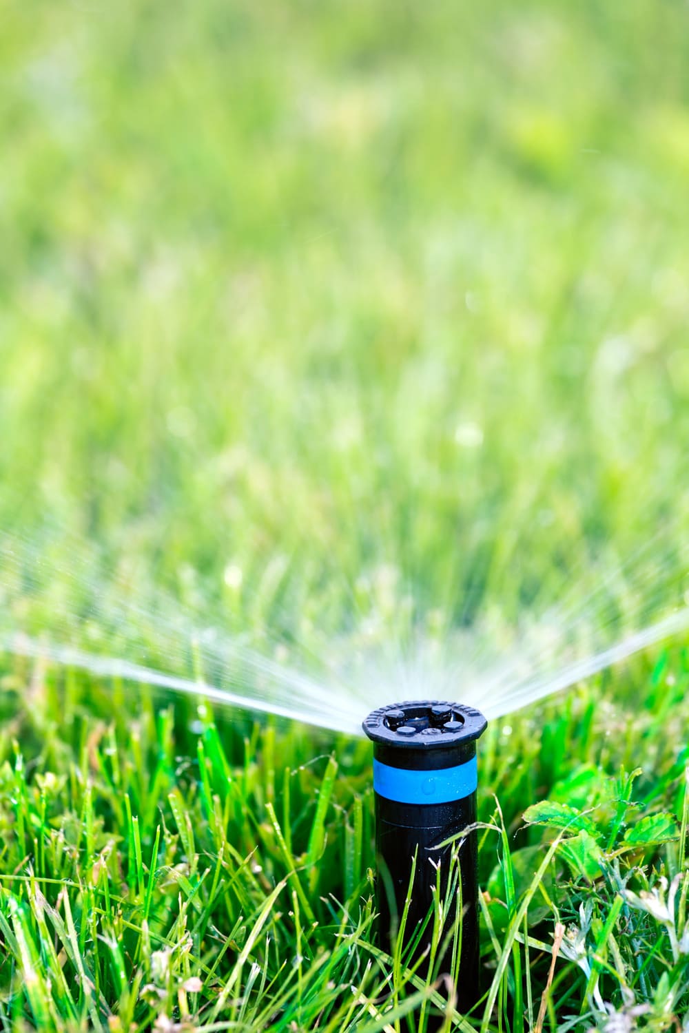 lawn-spraying-for-garden-cleaning-London